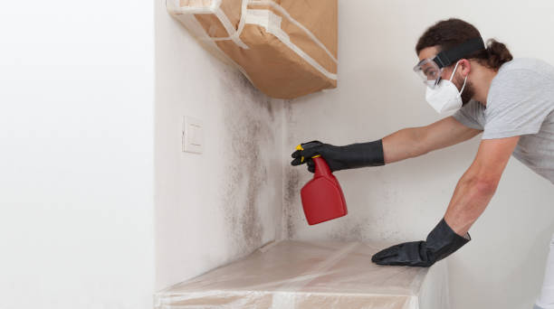 Professional Mold Remediation technician working in Eagle, MI